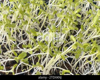 Grüne Setzlinge der Sonnenblumengruppe grüner Sprossen wachsen aus dem Boden, Nahaufnahme eines Sprosses von Sonnenblumenmikrogrün, der in Torftöpfen wächst Konzept Stockfoto