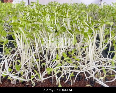 Grüne Setzlinge der Sonnenblumengruppe grüner Sprossen wachsen aus dem Boden, Nahaufnahme eines Sprosses von Sonnenblumenmikrogrün, der in Torftöpfen wächst Konzept Stockfoto