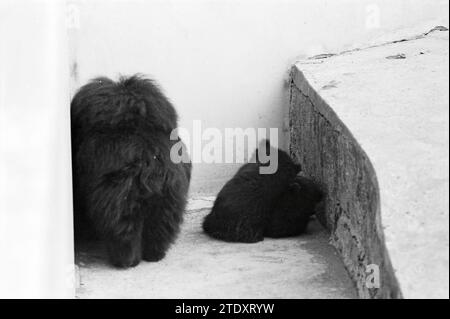 Report Artis, Report, 12-04-1972, Whizgle News from the Past, maßgeschneidert für die Zukunft. Erkunden Sie historische Geschichten, das Image der niederländischen Agentur aus einer modernen Perspektive, die die Lücke zwischen den Ereignissen von gestern und den Erkenntnissen von morgen überbrückt. Eine zeitlose Reise, die die Geschichten prägt, die unsere Zukunft prägen. Stockfoto