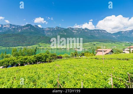 Kaltern an der Weinstraße (Kaltern Sulla Strada del Vino) : Kalterer See (Kalterer See), Weinberge, Mendelkamm in Süd-Tyro Stockfoto