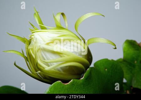 RiesenOrchideencacti (Epiphyllum grandilobum) größte Art der Gattung Stockfoto