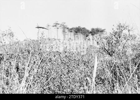 Kranflugzeug in Dünen Overveen, Zandvoort, Dunes, Overveen, 02-10-1985, Whizgle News aus der Vergangenheit, zugeschnitten auf die Zukunft. Erkunden Sie historische Geschichten, das Image der niederländischen Agentur aus einer modernen Perspektive, die die Lücke zwischen den Ereignissen von gestern und den Erkenntnissen von morgen überbrückt. Eine zeitlose Reise, die die Geschichten prägt, die unsere Zukunft prägen. Stockfoto