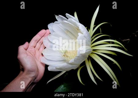 RiesenOrchideencacti (Epiphyllum grandilobum) größte Art der Gattung Stockfoto