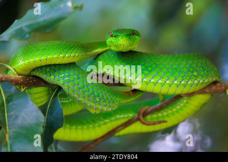 Nahaufnahme einer Trimeresurus Grubenviper im Doi Inthanon Regenwald, Thailand Stockfoto