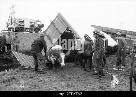 Viehtransporter im Graben, Viehzucht, Santpoort, 02-01-1984, Whizgle News aus der Vergangenheit, zugeschnitten auf die Zukunft. Erkunden Sie historische Geschichten, das Image der niederländischen Agentur aus einer modernen Perspektive, die die Lücke zwischen den Ereignissen von gestern und den Erkenntnissen von morgen überbrückt. Eine zeitlose Reise, die die Geschichten prägt, die unsere Zukunft prägen. Stockfoto