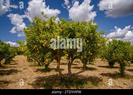 Zitronen auf einem Zitronenbaum in einem Feld in der Nähe des Dorfes Maria la Salut (Mallorca, Balearen, Spanien) ESP: Limones en un limonero de un campo Stockfoto