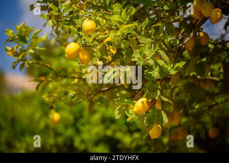 Zitronen auf einem Zitronenbaum in einem Feld in der Nähe des Dorfes Maria la Salut (Mallorca, Balearen, Spanien) ESP: Limones en un limonero de un campo Stockfoto