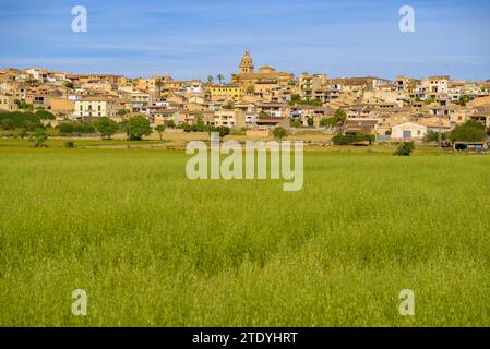 Dorf Montuiri und Kulturfelder in der Nähe des Dorfes, grün im Frühjahr (Mallorca, Balearen, Spanien) ESP: Pueblo de Montuiri y campos rurales Stockfoto