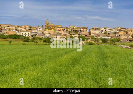 Dorf Montuiri und Kulturfelder in der Nähe des Dorfes, grün im Frühjahr (Mallorca, Balearen, Spanien) ESP: Pueblo de Montuiri y campos rurales Stockfoto
