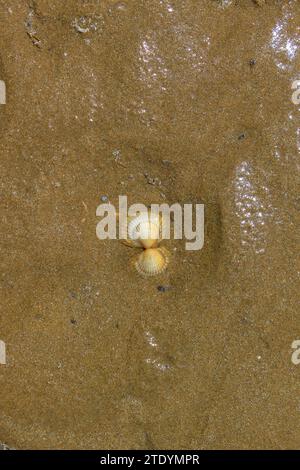 Eine Schale ist leicht im gelben Sand vergraben, die Sonne reflektiert vom feuchten Sand. Stockfoto