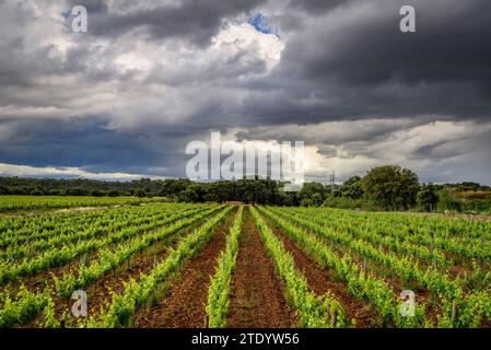 Weinberge in der Nähe des Dorfes Llubí mit bedrohlichen Sturmwolken (Mallorca, Balearen, Spanien) ESP: Viñedos cerca del pueblo de Llubí (Mallorca) Stockfoto