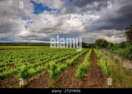 Weinberge in der Nähe des Dorfes Llubí mit bedrohlichen Sturmwolken (Mallorca, Balearen, Spanien) ESP: Viñedos cerca del pueblo de Llubí (Mallorca) Stockfoto