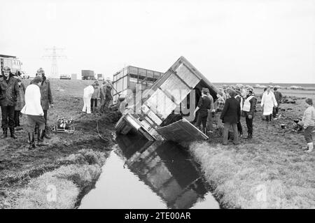 Viehtransporter im Graben, Viehzucht, Santpoort, 02-01-1984, Whizgle News aus der Vergangenheit, zugeschnitten auf die Zukunft. Erkunden Sie historische Geschichten, das Image der niederländischen Agentur aus einer modernen Perspektive, die die Lücke zwischen den Ereignissen von gestern und den Erkenntnissen von morgen überbrückt. Eine zeitlose Reise, die die Geschichten prägt, die unsere Zukunft prägen. Stockfoto