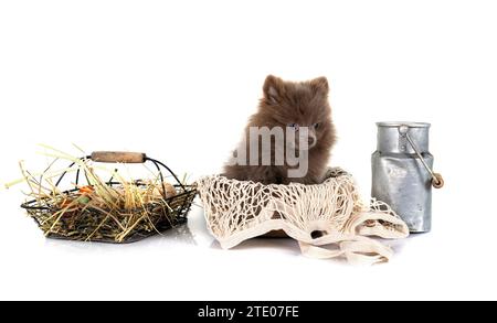 Junge pomeranian vor weißem Hintergrund Stockfoto