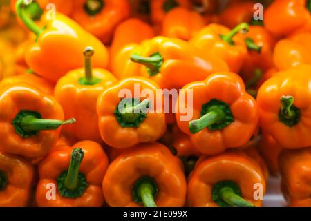 Orangenpaprika auf der Theke in einem Supermarkt. Eine große Anzahl von Paprika in einem Haufen. Stockfoto