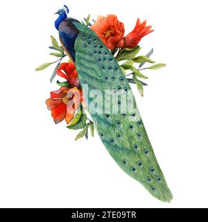 Pfau auf roten Granatapfelblüten und Zweigen Aquarellillustration. Sommer tropische Natur realistisches Clipart Stockfoto