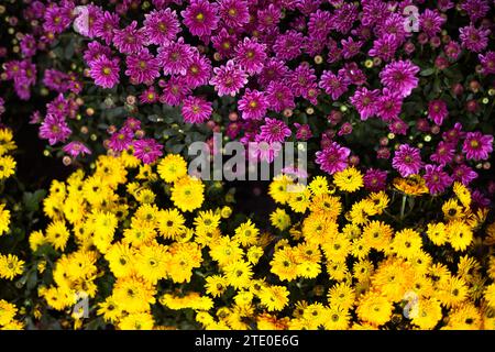 Schöne Chrysanthemen-Büsche gelb, Magenta-Farben. Hintergrundbild. Rosa und gelber Blumengarten Hintergrund. Stockfoto