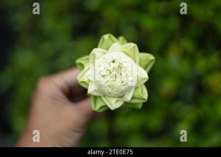 Nahaufnahme der weißen Lotusknospe auf dem Hintergrund der Hand. Faltbares weißes Lotusblatt auf der Hand, traditioneller thailändischer Stil. Stockfoto