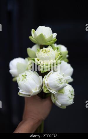 Nahaufnahme, viele weiße Lotusknospen in der Hand. Faltbares weißes Lotusblatt auf Holztisch, traditioneller thailändischer Stil. Stockfoto