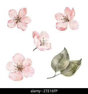 Set mit Aquarellblumen in Rosa. Kirschblüte, blühende Sakura, Frühlingsapfel-Clipart. Handgezeichnete blühende Blumenabbildung für Packung, Karte Stockfoto