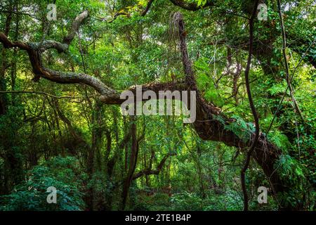 Alter Wald mit üppigem Laub und verdrehten Bäumen im Sintra-Cascais Naturpark in den Sintra Bergen, Portugal. Stockfoto