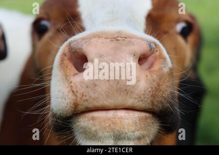 Nahaufnahme des Kopfes einer braunen und weißen Kuh mit einem Maul gegen die Kamera Stockfoto