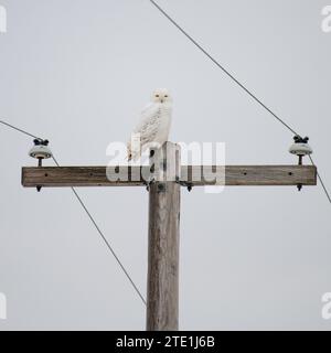 Am 13. Dezember wurden in Chicago, USA, Bilder einer verschneiten Eule, die Hedwig von Harry Potter ähnelt, aufgenommen. Diese Eule, Stockfoto