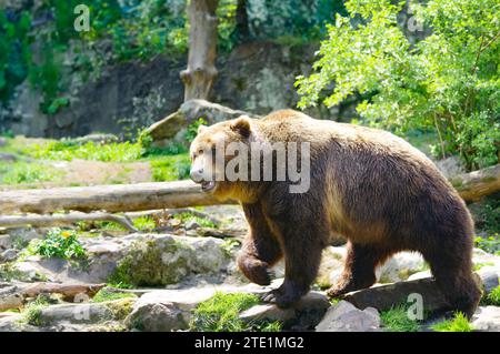 Braunbär spaziert durch den Wald Stockfoto