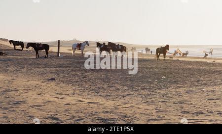 Pferde, die an einem Winterabend in Essaouira, Marokko, an einem Strand mit Kitesurfern gebunden sind. Dezember 2023 Stockfoto