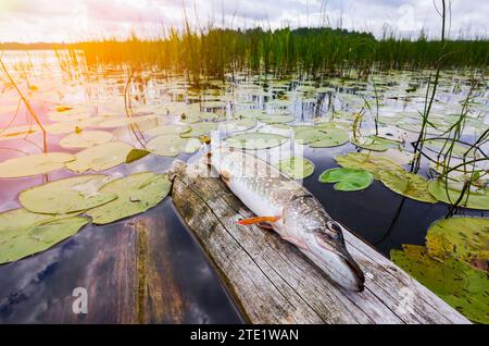 Süßwasser-Hechtfisch aus dem Norden, bekannt als Esox Lucius, an einem alten Holzsteg an einem Sommertag. Große Süßwasser-Hechtfische, die gerade aus dem Wasser genommen wurden Stockfoto