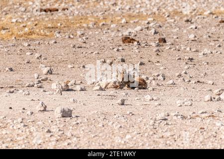 Ein seitlich gestreifter Jackal - Canis Adustus - ruht im Etosha Nationalpark, Namibia, um den Sonnenuntergang. Stockfoto