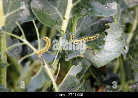 Caterpillar wurde an Brokkoli-Pflanzen beschädigt Stockfoto