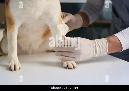 Unbekannter Arzt, der in der Tierarztpraxis auf die Pfote eines Hundepatienten sitzt Stockfoto