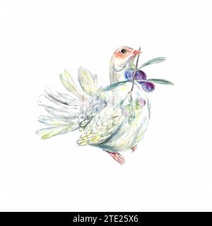 Weiße Taube mit einem Olivenzweig. Aquarellabbildung isoliert auf weißem Hintergrund. Designelement für Lebensmitteletiketten, Verpackungen, Prospekte, Abdeckungen, ca. Stockfoto