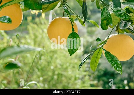 Gelbe reife Grapefruit, die auf einem Baumzweig in Zitrusplantagen wächst. Stockfoto