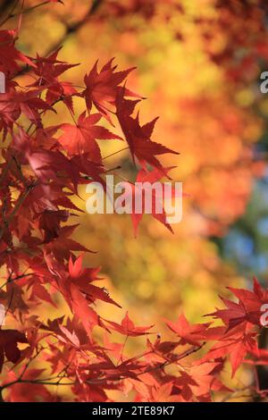 Großaufnahme der japanischen Ahornblätter Stockfoto