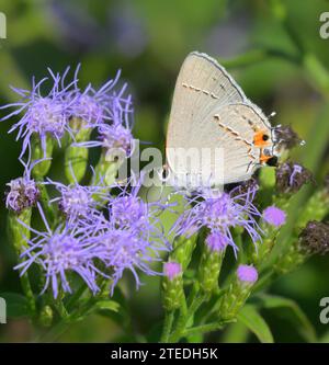 Graue Haarsträhnen-Schmetterling (Strymon melinus), der sich von blauer Nebelblume (Conoclinium sp) ernährt, National Butterfly Center, Mission, Texas, USA. Stockfoto