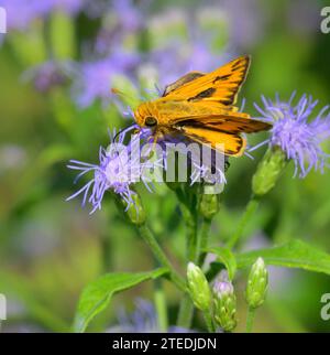 Feuriger Kapitän (Hylephila phyleus) Schmetterling, der blaue Mistblume (Conoclinium sp) ernährt, National Butterfly Center, Mission, Texas, USA. Stockfoto