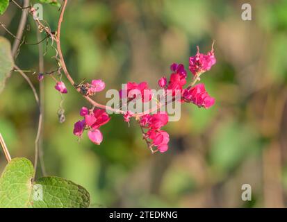 Mexikanischer Kriecher oder Korallenrebe (Antigonon leptopus) blüht im Bentsen-Rio Grande Valley State Park, Texas, USA. Stockfoto