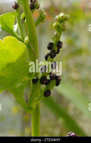 Basella alba Blätter und Früchte Stockfoto