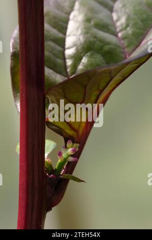 Basella alba Blätter und Früchte Stockfoto