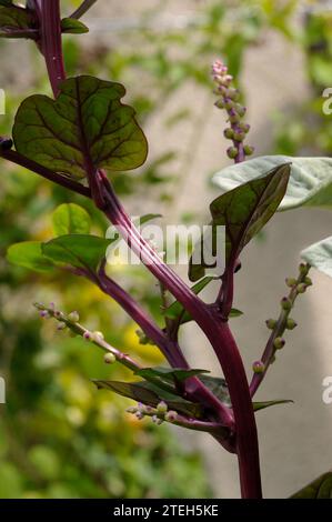 Basella alba Blätter und Früchte Stockfoto