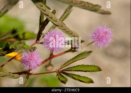 Mimosa pudica Blüten und Blätter Stockfoto