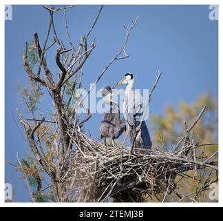 Brütende graue Reiher in Baumkronen, Pont de Gau, Frankreich Stockfoto