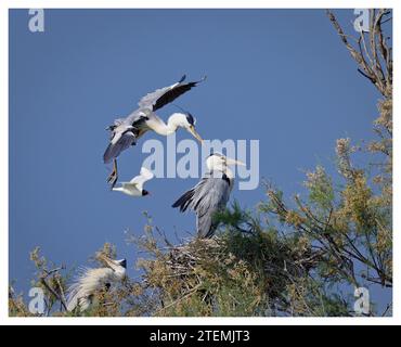 Brütende graue Reiher in Baumkronen, Pont de Gau, Frankreich Stockfoto