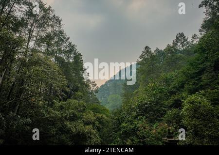 Tauchen Sie ein in die heitere Atmosphäre von Taman Hutan, einem Naturpark mit indonesischer Flora in der Nähe von Bandung, wo üppiges Grün und lebendige Flora eine Erbse bilden Stockfoto