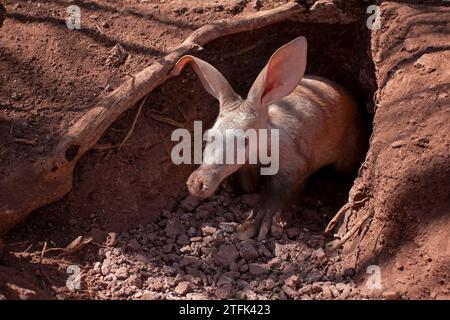 Aardvark (Orycteropus Afer), es ist ein sehr schüchternes Tier, das hier aus der Höhle, Botsuana, Botsuana, Südafrika auftaucht. Stockfoto