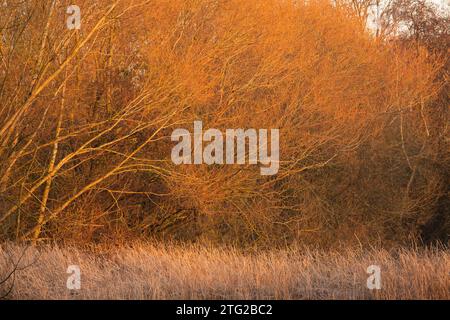 Frostiger Morgen im Colwick Park in Nottingham, Nottinghamshire England Großbritannien Stockfoto