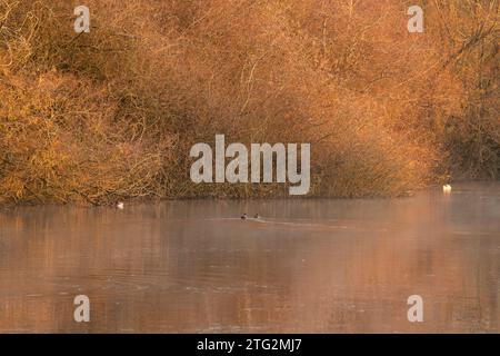 Frostiger Morgen im Colwick Park in Nottingham, Nottinghamshire England Großbritannien Stockfoto