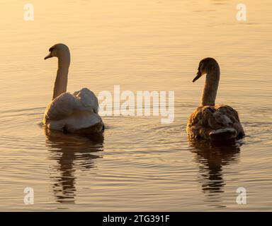 Schwäne an einem frostigen Morgen im Colwick Park in Nottingham, Nottinghamshire England, Großbritannien Stockfoto